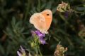 Coenonympha pamphilus